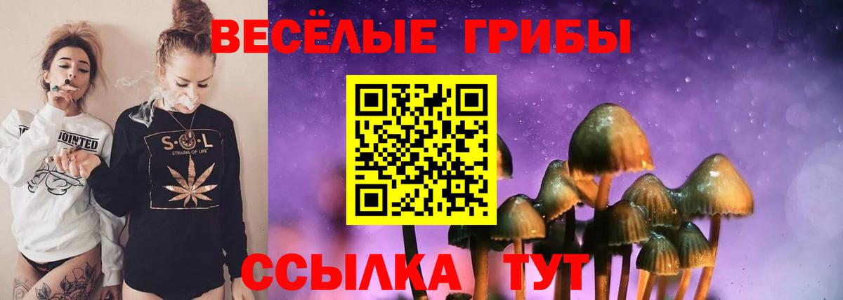 Галлюциногенные грибы Psilocybe Гусиноозёрск